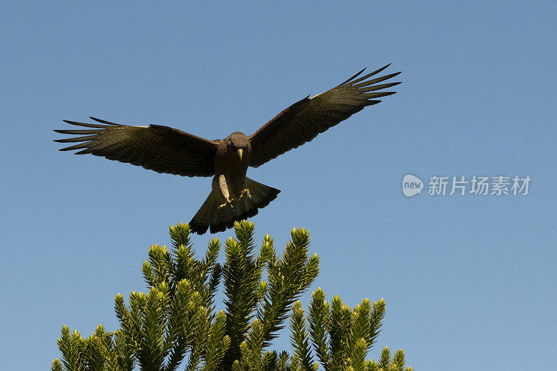 Chimango Caracara (Milvago ximango)